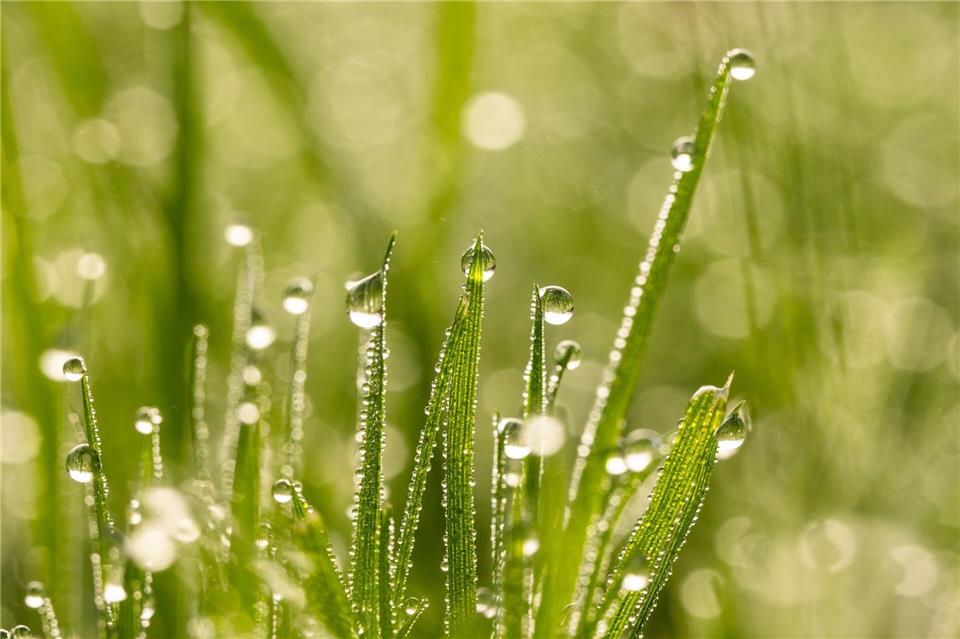 Gesundes Grün: Im Herbst muss der Rasen durchdringend gewässert werden.picture alliance/dpa