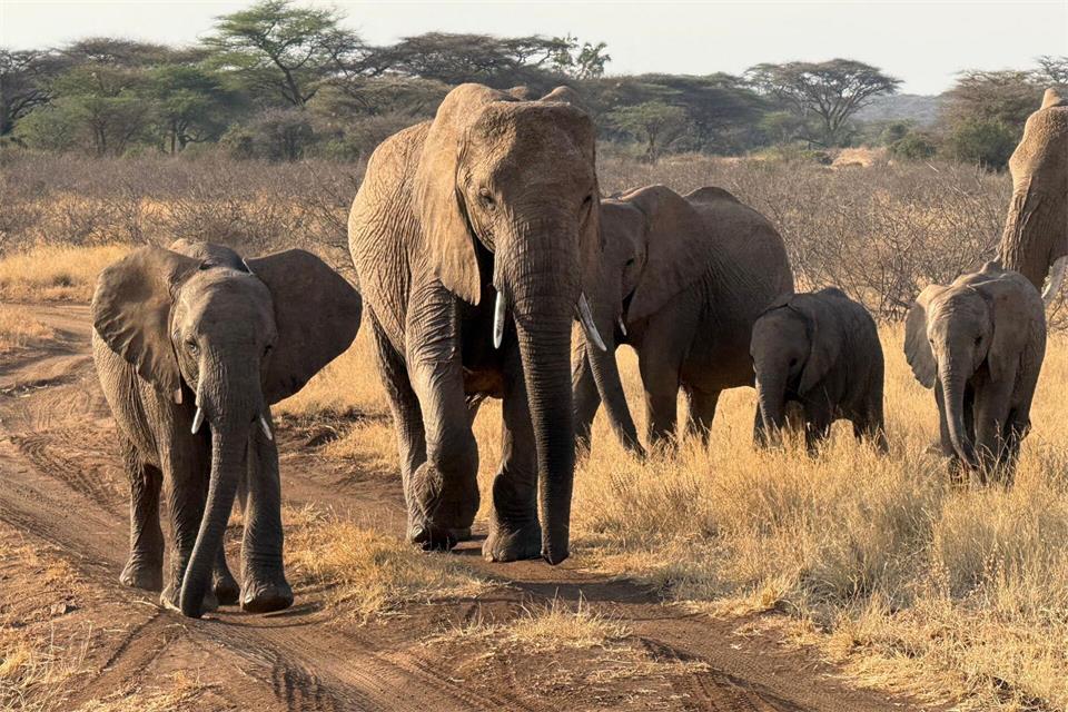 Gezielte Schutzmaßnahmen können einzelnen Elefantenbeständen im südlichen Afrika eine Erholung ermöglichen (Archivbild). Eva Krafczyk/dpa