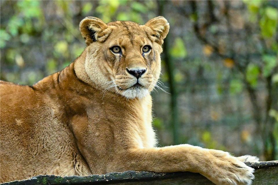 Gibt es für die fünf verbleibenden Löwen noch Hoffnung? (Archivbild)Patrick Pleul/dpa