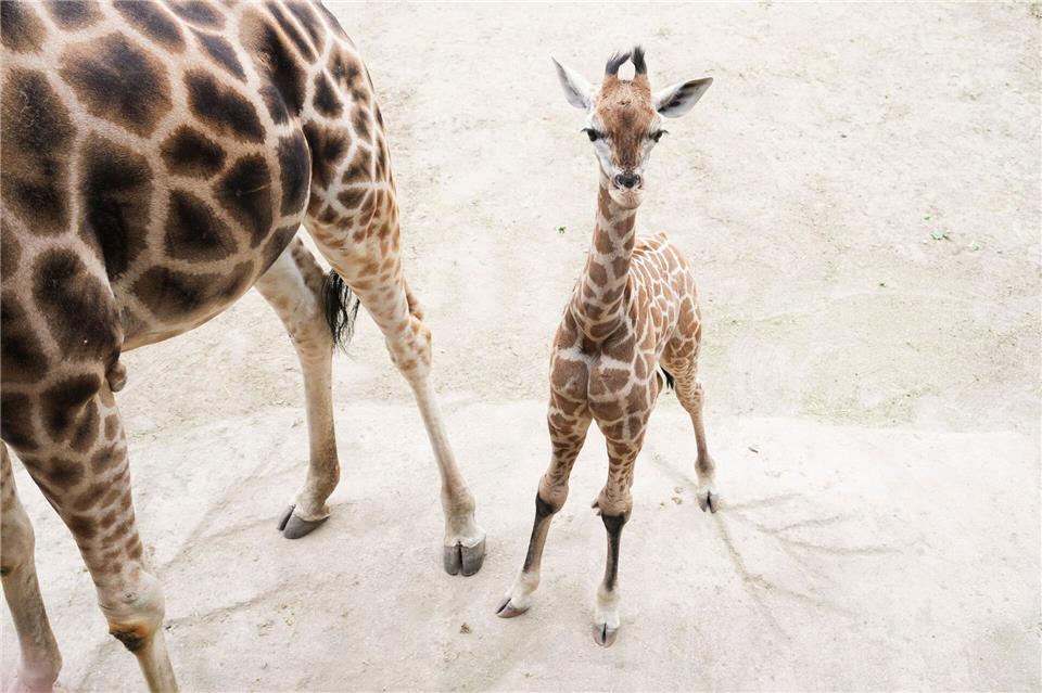 Giraffenbulle Linus schaute neugierig nach oben.Sven Kaeuler/dpa