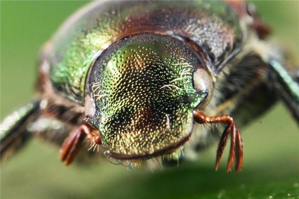 Glänzender Schädling: ein präparierter Japankäfer.  Der aus Asien stammende Japankäfer kann in der Landwirtschaft besonders starke Schäden verursachen.Uli Deck/dpa