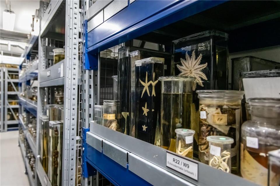 Gläser mit Reptilien in allen möglichen Größen und Formen stehen in der Sammlung.Focke Strangmann/dpa