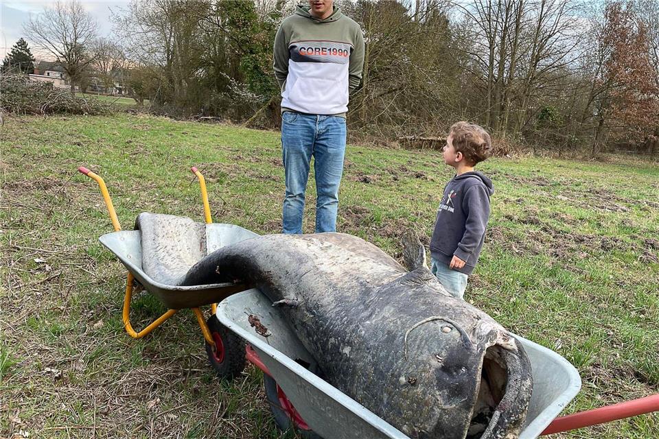 Gleich zwei Schubkarren waren für den Abtransport des rund 100 Kilogramm schweren Kolosses nötig. (Foto Handout)-/1. Angelsportverein Sprendlingen 1969 e.V./dpa