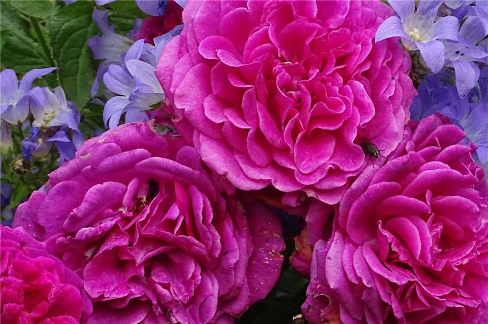 Glockenblumen setzen mit ihren blauen Blüten frische Farbakzente im Rosenbeet.Bettina Banse/GMH/dpa-tmn