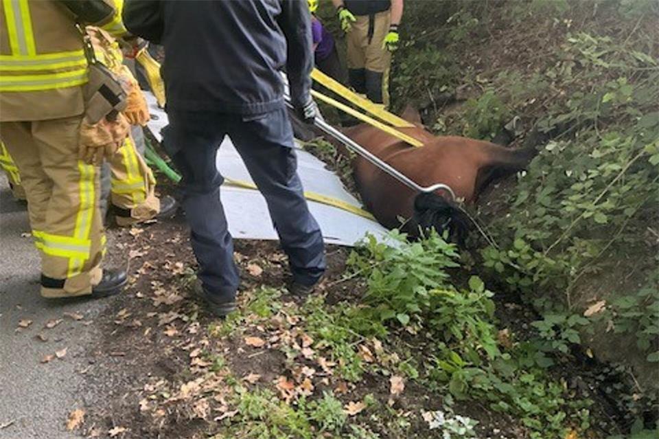 Glückliche Rettung für ein Pferd, das in einen Graben gerutscht war.-/Feuerwehr Bottrop/dpa