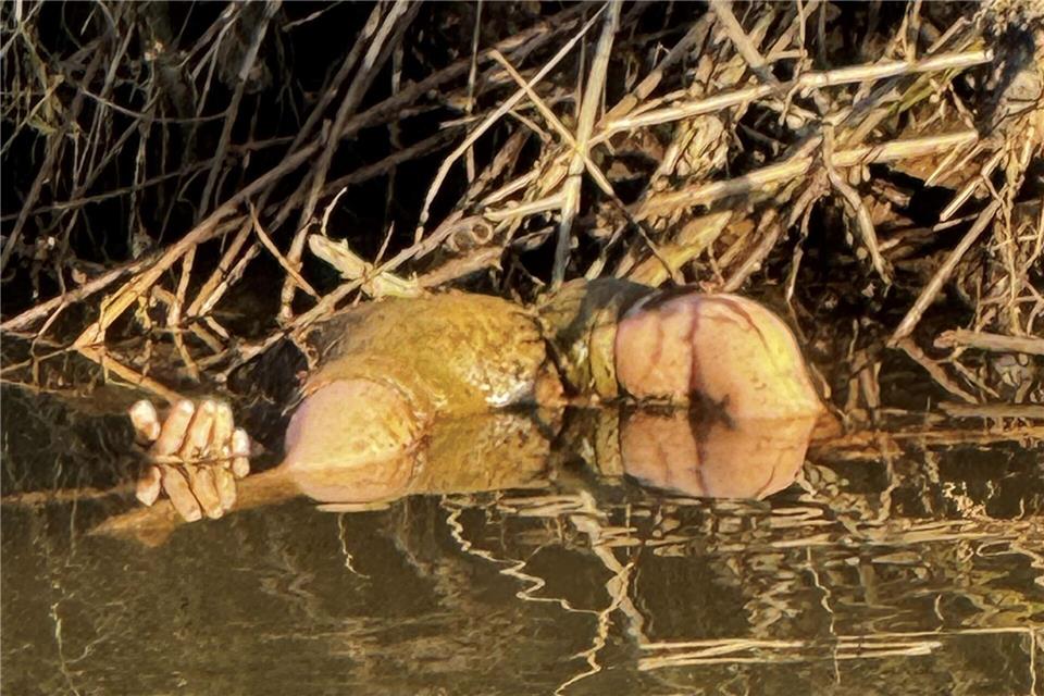 Glücklicherweise stellte sich der Fund schnelle als Spielzeugpuppe und nicht als Kinderleiche heraus. -/Polizei Südhessen/dpa