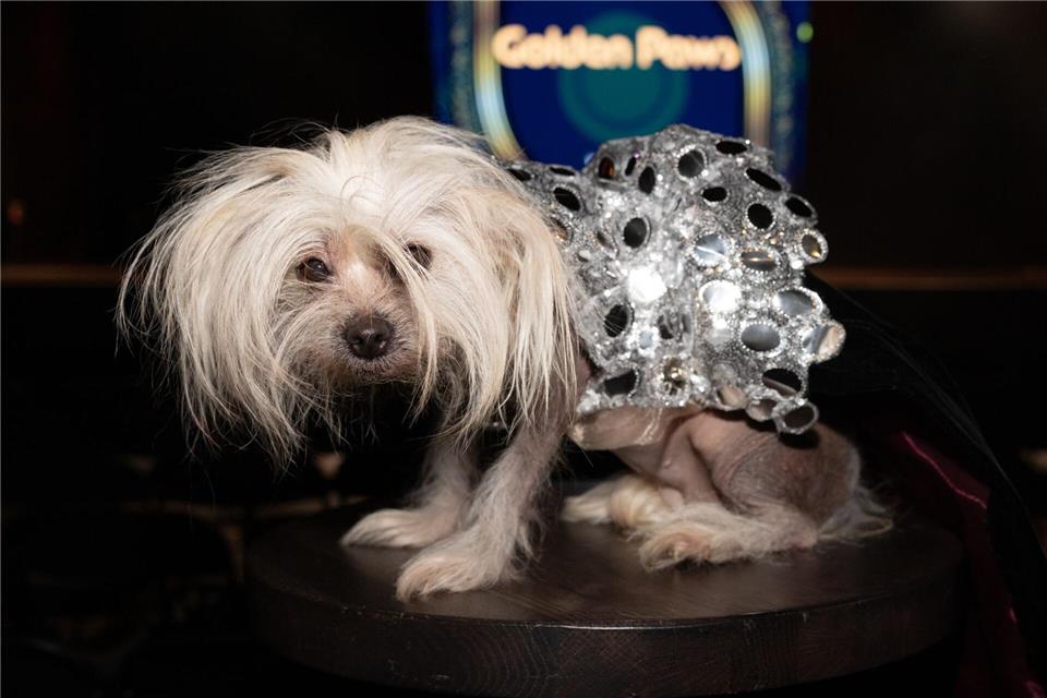 Golden Globes Mode für Hündchen SukiCJ Rivera/Invision/AP/dpa