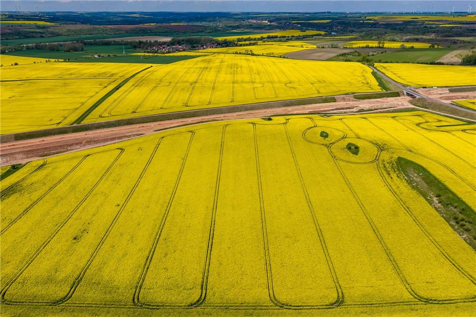 Goldgelb leuchten Rapsfelder im Saalekreis in Sachsen-Anhalt.Jan Woitas/dpa