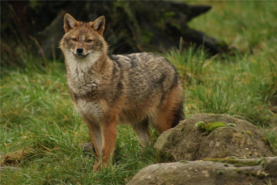 Goldschakale sind in Baden-Württemberg sehr selten und dennoch heimisch. (F. Böcker/dpa)F. Böcker/dpa