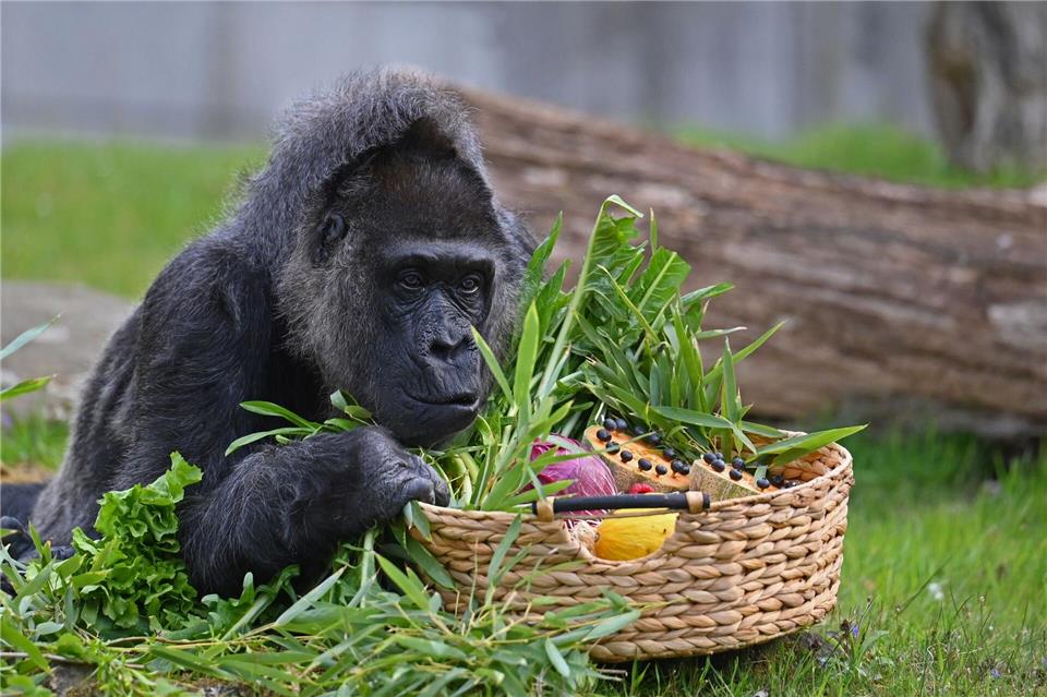 Gorillas zählen zu den Arten, deren Erhalt hohe Priorität hat.Lilli Förter/dpa