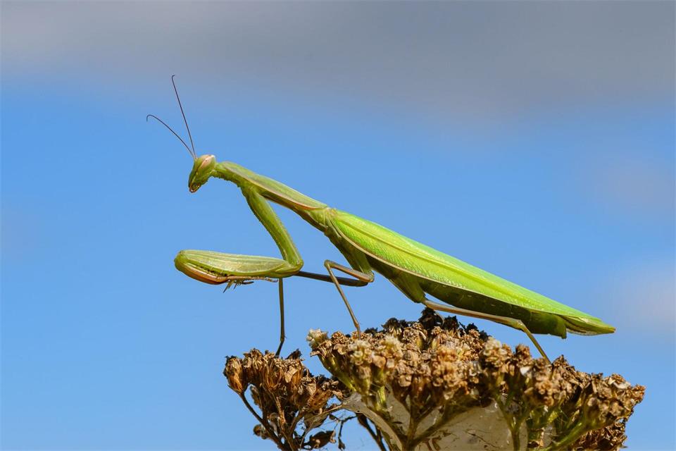 Gottesanbeterinnen werden zunehmend auch im Norden Deutschlands entdeckt. (Archivbild)Patrick Pleul/dpa