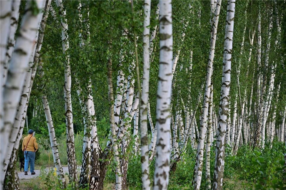 Gräser- und Birkenpollen sind in Deutschland die Hauptauslöser für eine Pollenallergie. (Symbolbild)Sebastian Gollnow/dpa