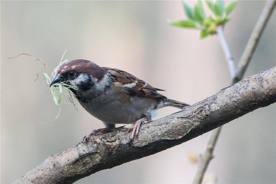 Gras, Reisig, Moos: Wer heimische Vögel beim Nestbau unterstützen möchte, sollte auf natürliche, unbehandelte Materialien setzen.Andrea Warnecke/dpa-tmn