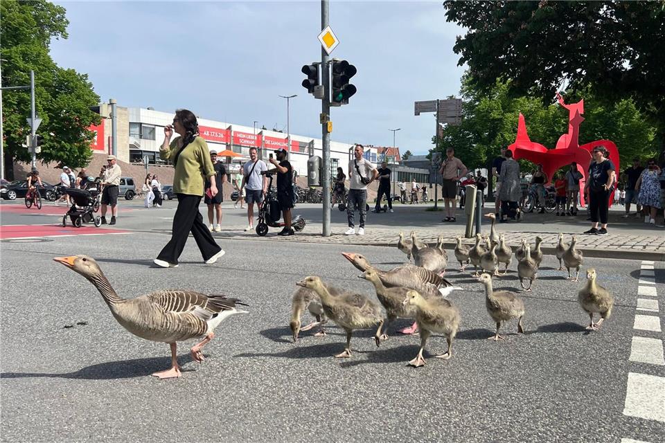 Graugänse gehen mit ihrem Nachwuchs ordnungsgemäß über eine Ampel vom Maschsee in den Maschpark in Hannovers Innenstadt.Julian Stratenschulte/dpa