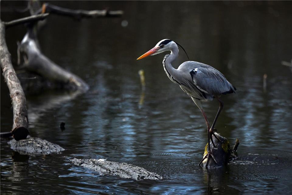 Graureiher sind an vielen Fließgewässern anzutreffen.Jennifer Brückner/dpa