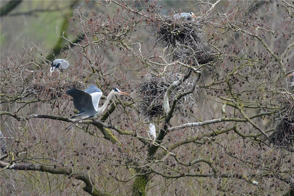 Graureiher werden über die Zahl der Nester gezählt. (Archivbild)picture alliance / dpa