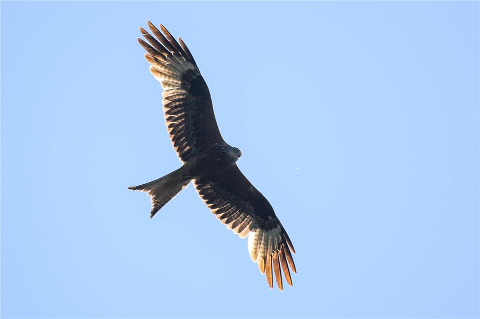 Greifvögel sind in Deutschland streng geschützt. (Symbolbild)Klaus-Dietmar Gabbert/dpa
