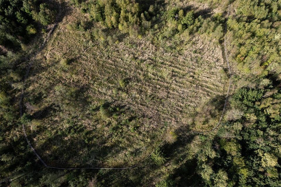 Große Flächen des Bleiwaldes in Reiskirchen-Ettingshausen sind durch Stürme, Dürre und Hitze entwaldet worden.    Florian Wiegand/dpa