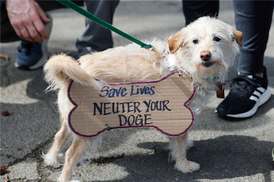 Große Proteste gegen US-Präsident Trump überall in den USA. Olive, ein neun Jahre alter Chihuahua-Pudel-Mix, trägt ein Schild: Rettet Leben, kastriert euren DOGE. DOGE steht für das Department of Government Efficiency, die US-Behörde, die den Staat verschlankt und zehntausende Mitarbeiter bei öffentlichen Stellen entlassen hat.Karen Ducey/The Seattle Times via AP/dpa