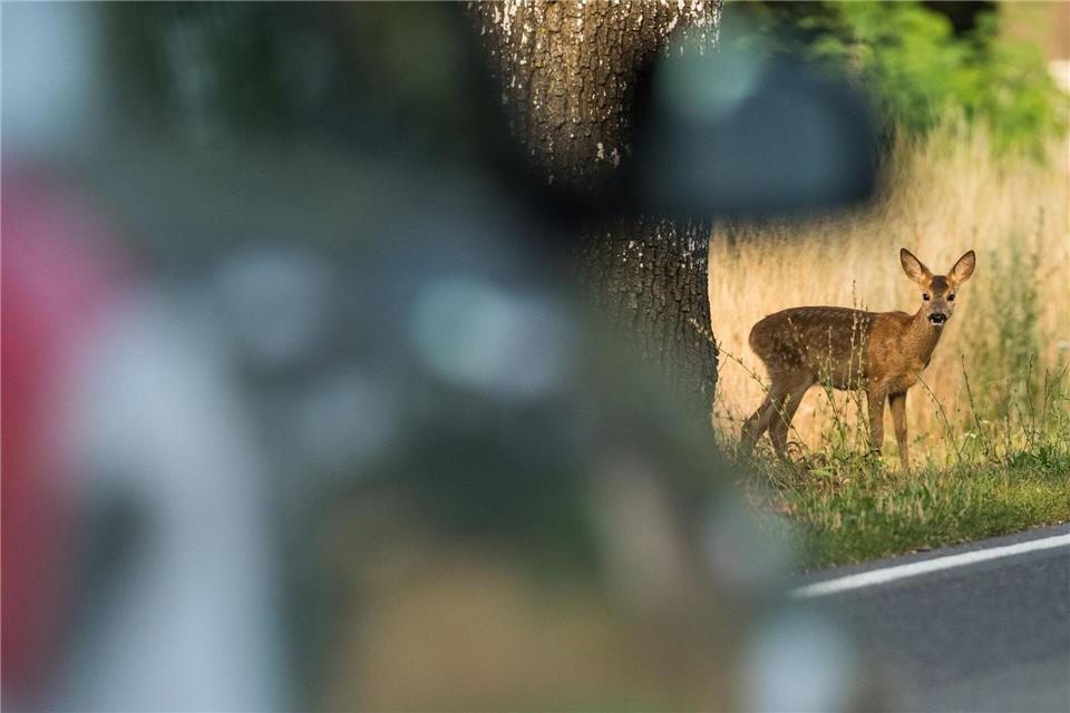 Große Vorsicht vor Wildtieren ist auf Straßen in der Nähe von Waldgebieten und Feldern geboten. (Symbolbild)picture alliance/dpa/dpa-Zentralbild
