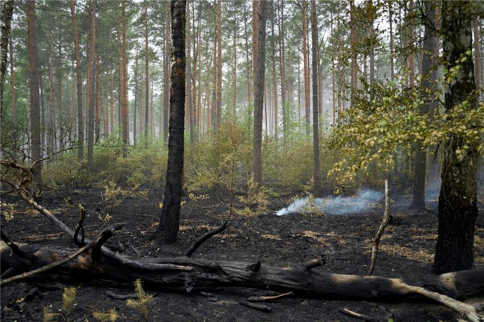 Große Waldbrände machen nach Worten des Forstwissenschaftlers Michael Müller von der TU Dresden Bemühungen für den Naturschutz auf den betroffenen Flächen zunichte. (Archivbild)Michael Ukas/dpa