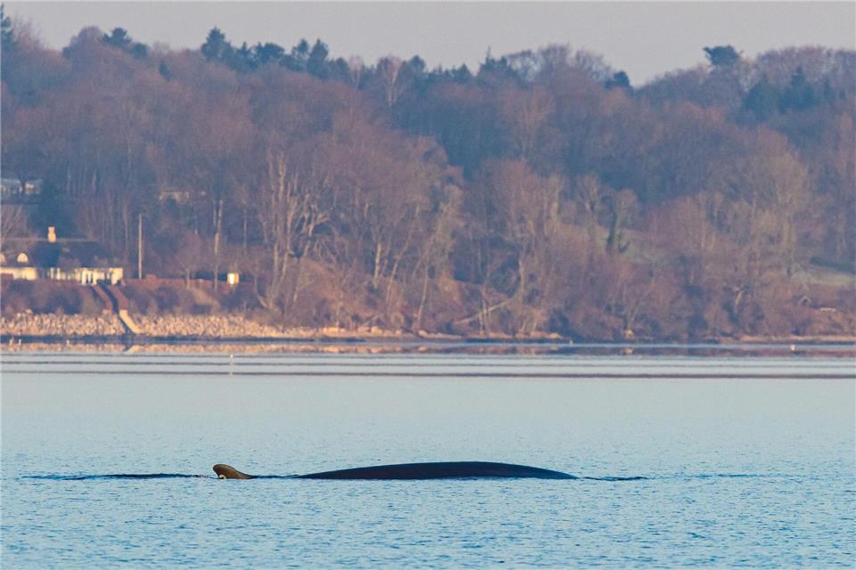 Große Wale sind seltene Besucher in der Ostsee.Ulrich Perrey/dpa