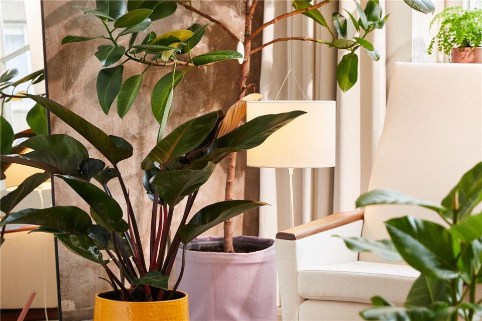 Große Zimmerpflanzen schaffen im Wohnzimmer ein harmonisches und lebendiges Ambiente.Plants & Flowers Foundation Holland/dpa-tmn