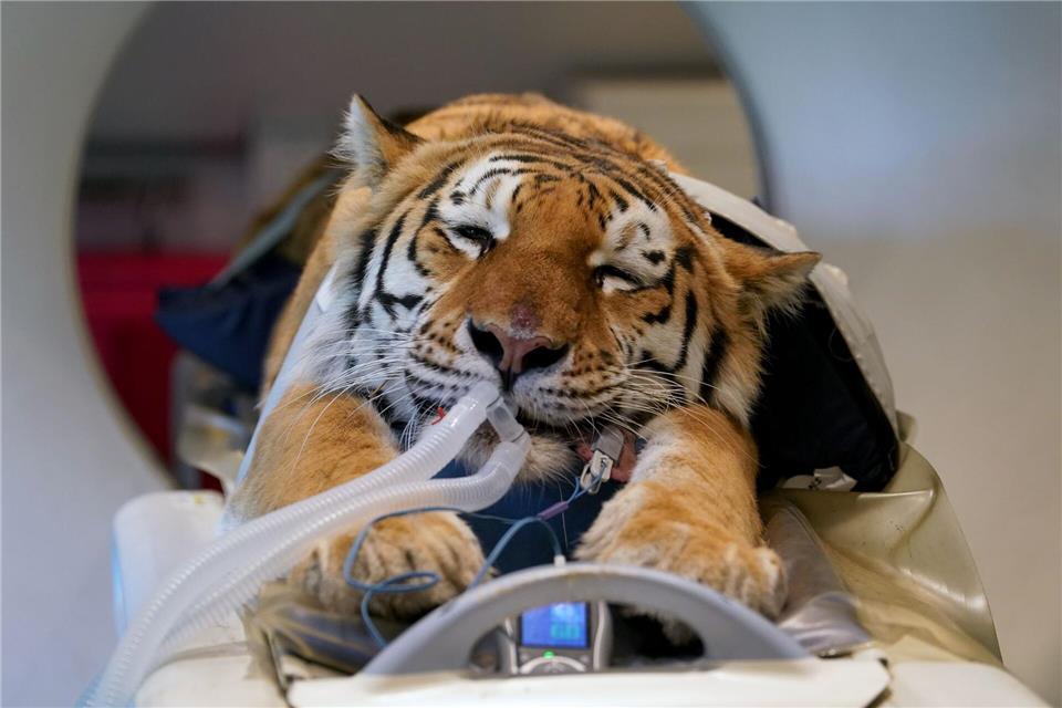 Bilder des Tages  Großkatze Luca im CT.Gareth Fuller/PA Wire/dpa