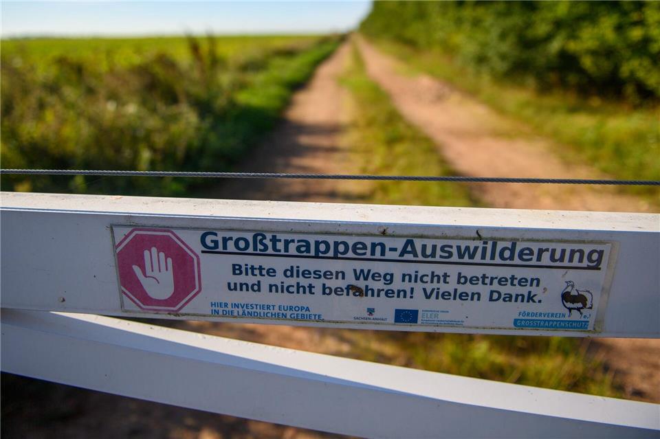 Großtrappen sind sehr störungsempfindlich. Klaus-Dietmar Gabbert/dpa