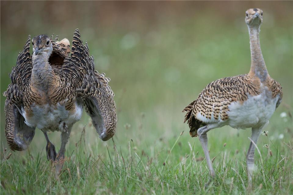 Großtrappen zählen zu den schwersten flugfähigen Vögeln der Welt. (Symbolbild)Sebastian Christoph Gollnow/dpa