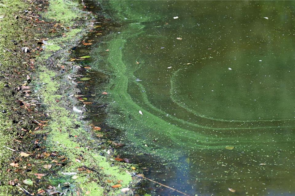 Grün-blaue Schlieren an der Wasseroberfläche sind ein Indiz für Blaualgen. (Symbolbild)Uwe Zucchi/dpa