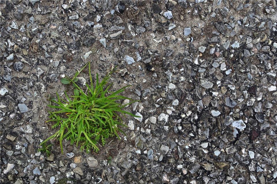 Grün statt Asphalt - das ist das Ziel beim „Abpflastern“ (Symbolbild)Karl-Josef Hildenbrand/dpa