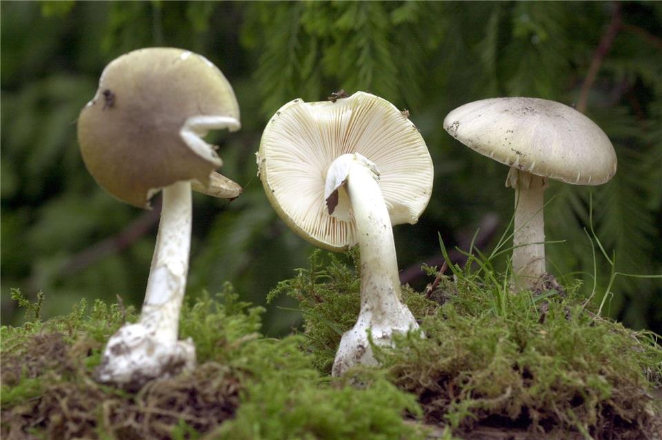 Lebenslange Haft für Giftpilz-Mörderin in Australien Grüne Knollenblätterpilze sind extrem giftig - und ähneln harmlosen Champignons. (Archivbild)Bernd Wüstneck/dpa-Zentralbild/dpa
