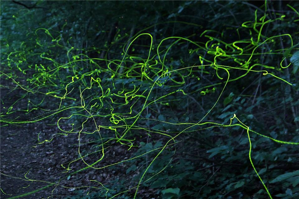 Grüne Leuchtspuren im Wald - Glühwürmchen unterwegsMatthias Bein/dpa