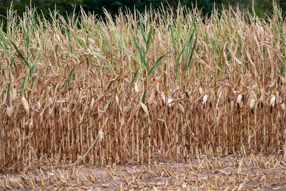 Grüne fordern Task Force zu Landwirtschaft und Dürre. (Symbolbild)Harald Tittel/dpa