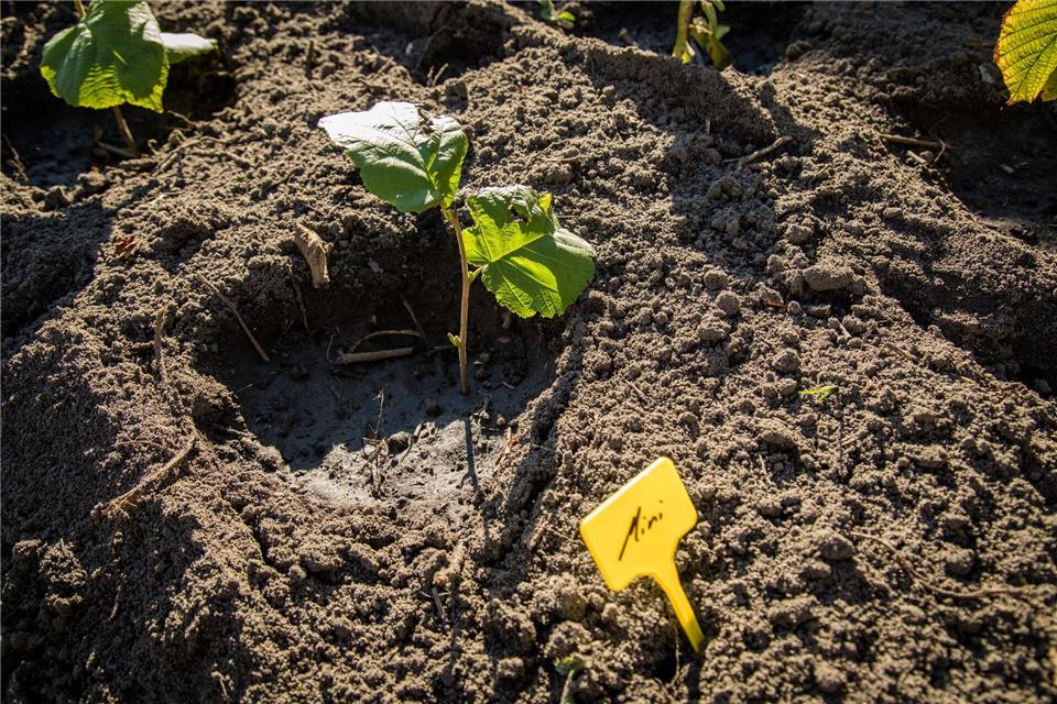Grüner Nachwuchs: Aus jungen Trieben lassen sich im Sommer und Herbst mit wenigen Handgriffen neue Pflanzen ziehen.picture alliance / dpa-tmn