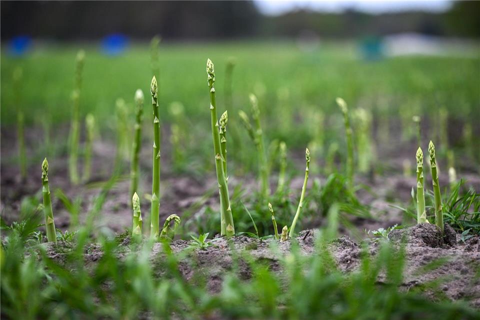 Grüner Spargel kommt in südeuropäischen Ländern häufiger auf den Tisch als in Deutschland. Er soll im Laufe der Spargelsaison aber auch in Beelitz angeboten werden. (Archivbild)Jens Kalaene/dpa