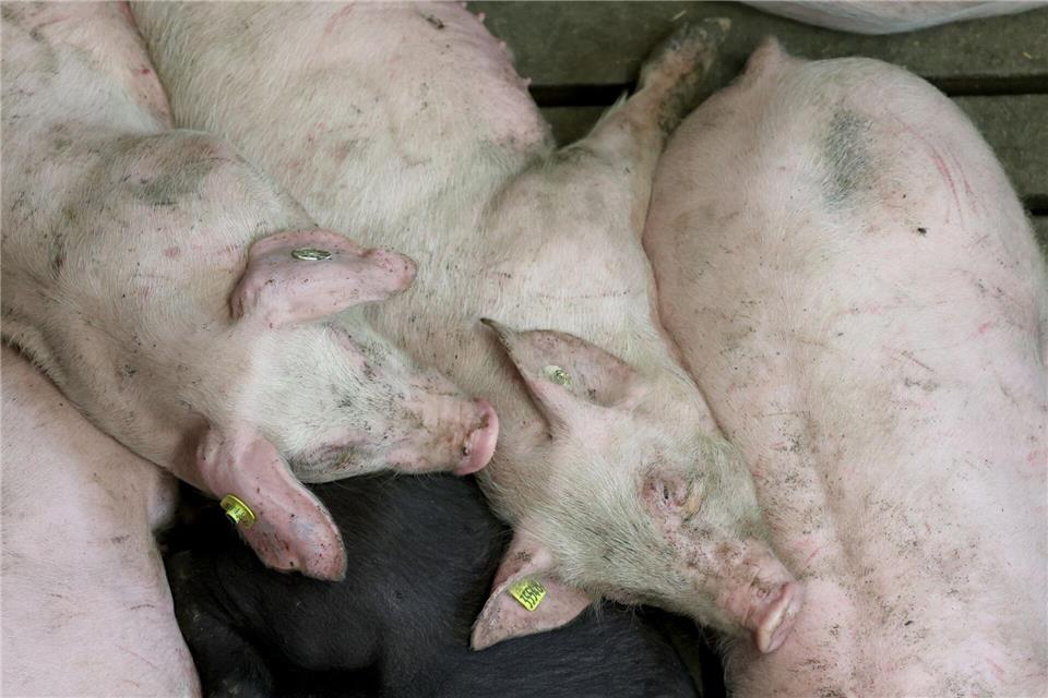 KI geht in die Schweinesprachschule - für mehr Tierwohl Grunzen ist gut, Quieken am Ende eher nicht - anhand der Laute von Schweinen soll Software in Zukunft das Tierwohl einschätzen können.Bernd Wüstneck/dpa
