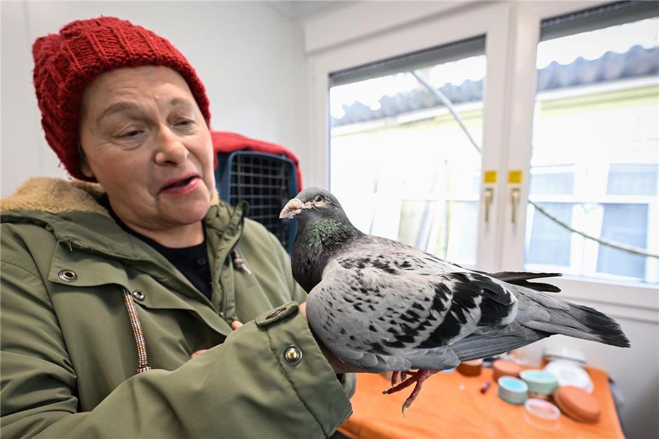 Gudrun Stürmer engagiert sich seit über 40 Jahren für TaubenBoris Roessler/dpa