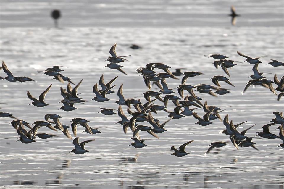 Gut 10 Millionen Vögel nutzen den einmaligen Naturraum an der Nordseeküste, um sich für ihre Reise zu stärken. (Archivbild)Sina Schuldt/dpa