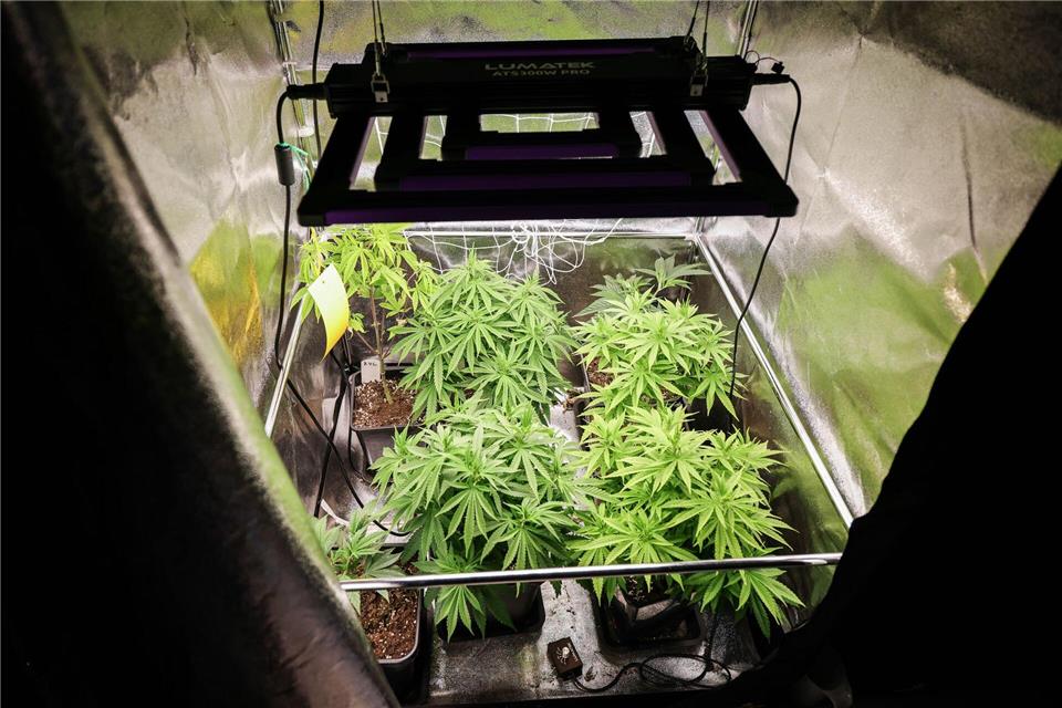 Gut 255 Kilogramm Marihuana und Haschisch haben Anbauvereinigungen in Hamburg und Schleswig-Holstein im vergangenen Jahr geerntet. (Symbolbild)Christian Charisius/dpa