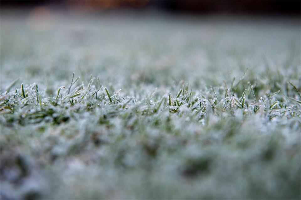 Gut durch den Winter: Vier bis fünf Zentimeter sollte das Gras hoch sein, damit es vor Kälte geschützt ist und nicht fault.picture alliance / dpa-tmn
