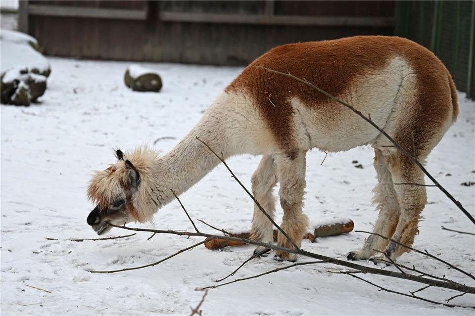 Gut geschützt vom dicken Fell schmeckt es Alpakas auch im Winter.Michael Brandt/dpa