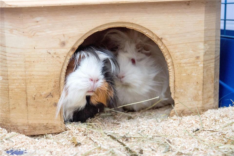 Gut versteckt: Rückzugsorte sind für Meerschweinchen unverzichtbar und geben ihnen Sicherheit.picture alliance/dpa/dpa-tmn