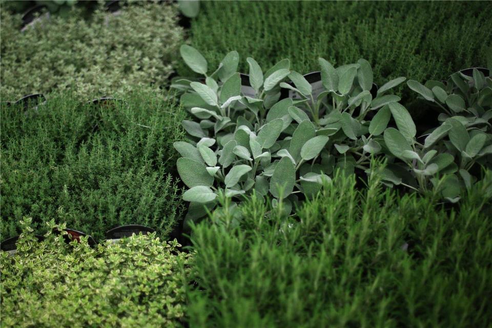 Gute Nachbarn: Viele Kräuter lassen sich gut kombinieren und fördern sich im Beet gegenseitig.picture alliance / dpa Themendienst