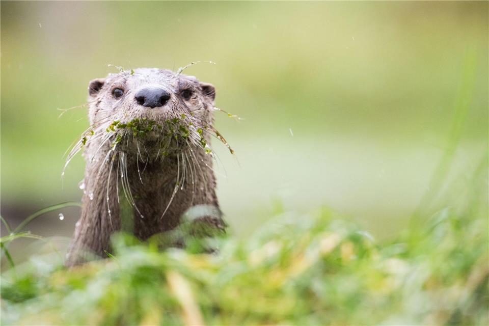 Gute Nachrichten für Bayerns Fischotter - bis auf Weiteres ist die gesetzliche Grundlage zur Tötung der streng geschützten Tiere im Freistaat vom VGH außer Vollzug gesetzt worden. (Illustration) Lino Mirgeler/dpa