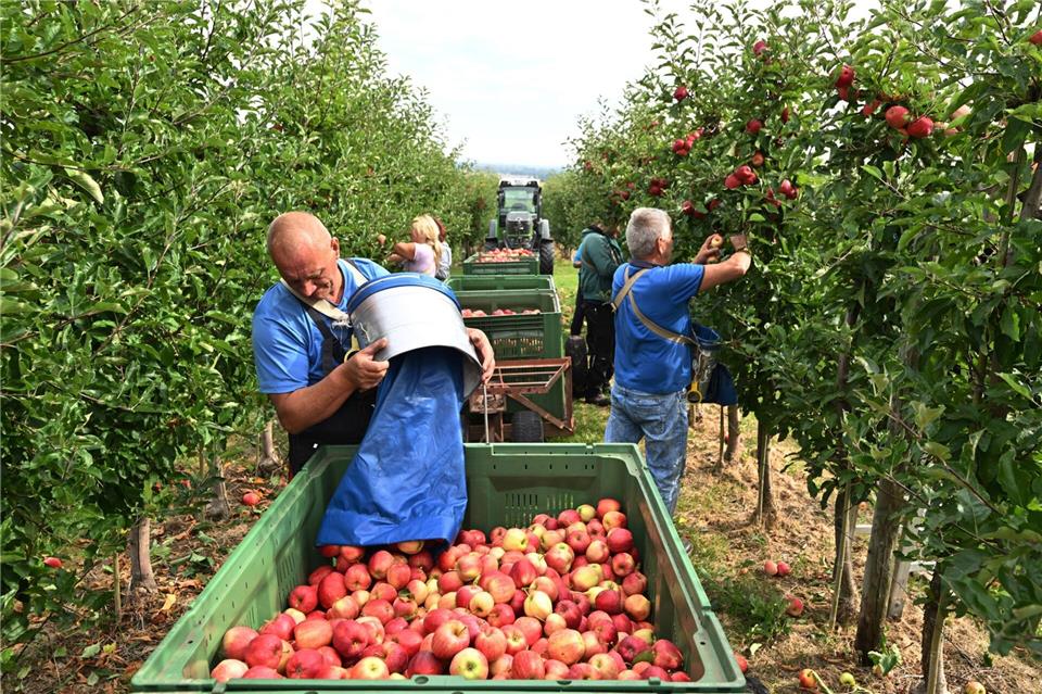 Viele Früchte in den Körben - gute Obsternte erwartet Gute Obsternte in diesem Jahr in Thüringen. Martin Schutt/dpa