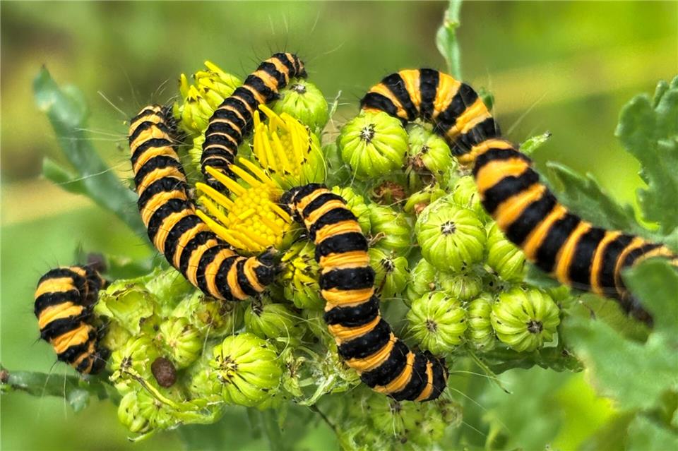 Guten Appetit! Die schwarzgelb-geringelten Raupen des Blutbären machen sich auf der Testfläche über die Knospen des Jakobskreuzkrauts her.
