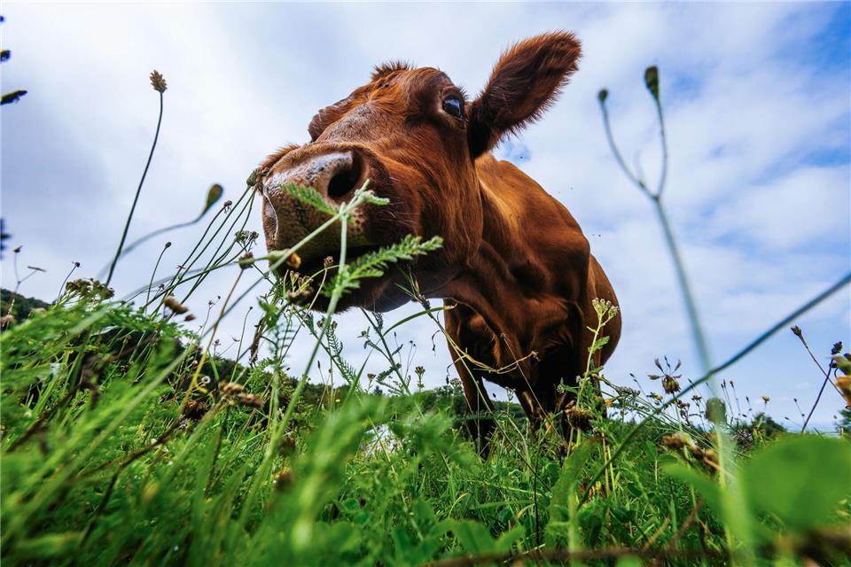 Guten Appetit! Eine Kuh grast auf einer Wiese in Baden-Württemberg.Philipp von Ditfurth/dpa