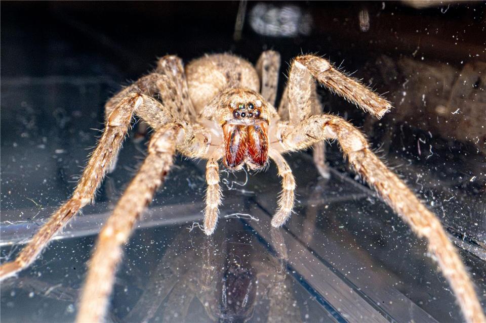 Haarig und ganz schön groß: die Nosferatu-Spinne. (Archivbild)Benjamin Westhoff/dpa